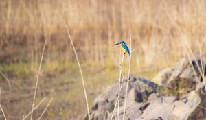 Preview wallpaper kingfisher, bird, colorful, branch, wildlife