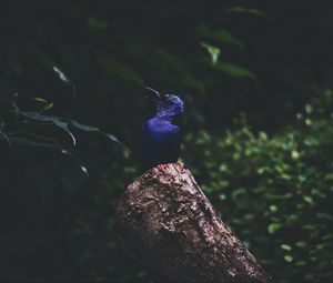Preview wallpaper kingfisher, bird, foliage