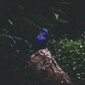 Preview wallpaper kingfisher, bird, foliage