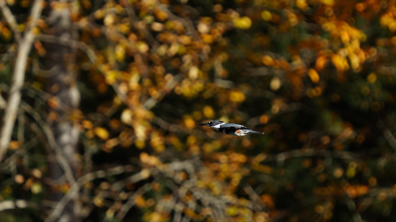 Wallpaper kingfisher, bird, wildlife, flight, blur