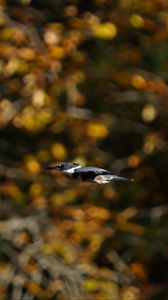 Preview wallpaper kingfisher, bird, wildlife, flight, blur