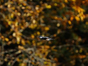 Preview wallpaper kingfisher, bird, wildlife, flight, blur