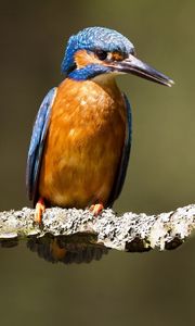 Preview wallpaper kingfishers, birds, branch, creek