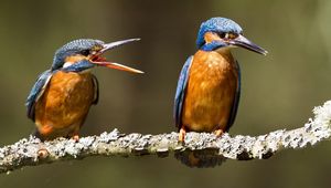 Preview wallpaper kingfishers, birds, branch, creek