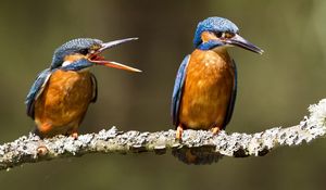 Preview wallpaper kingfishers, birds, branch, creek