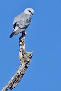 Preview wallpaper kite, bird, branch, log, sky, blue