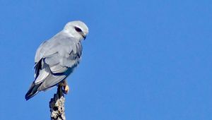 Preview wallpaper kite, bird, branch, log, sky, blue