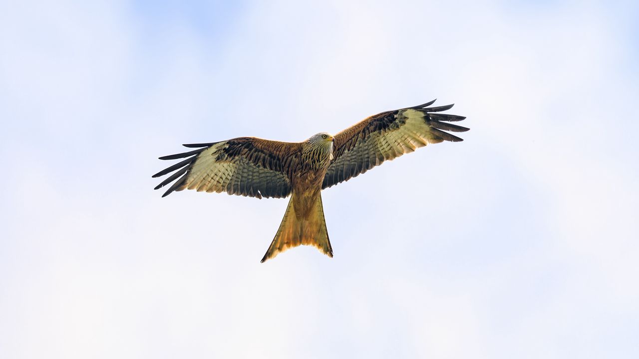 Wallpaper kite, bird, flight, sky