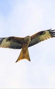 Preview wallpaper kite, bird, flight, sky