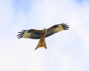 Preview wallpaper kite, bird, flight, sky