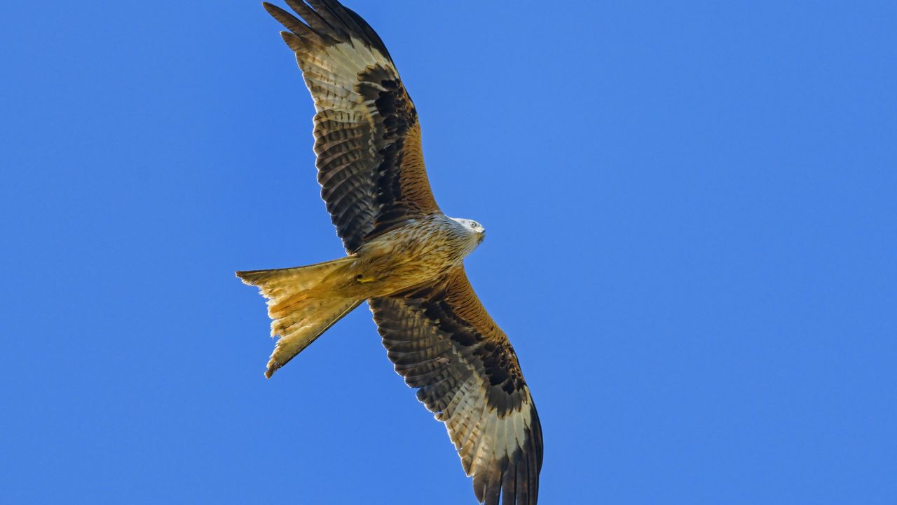 Wallpaper kite, bird, flight, sky, wildlife