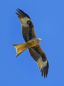 Preview wallpaper kite, bird, flight, sky, wildlife