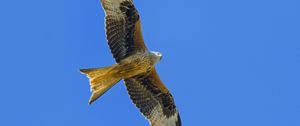 Preview wallpaper kite, bird, flight, sky, wildlife