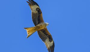 Preview wallpaper kite, bird, flight, sky, wildlife