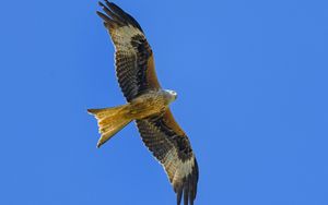 Preview wallpaper kite, bird, flight, sky, wildlife