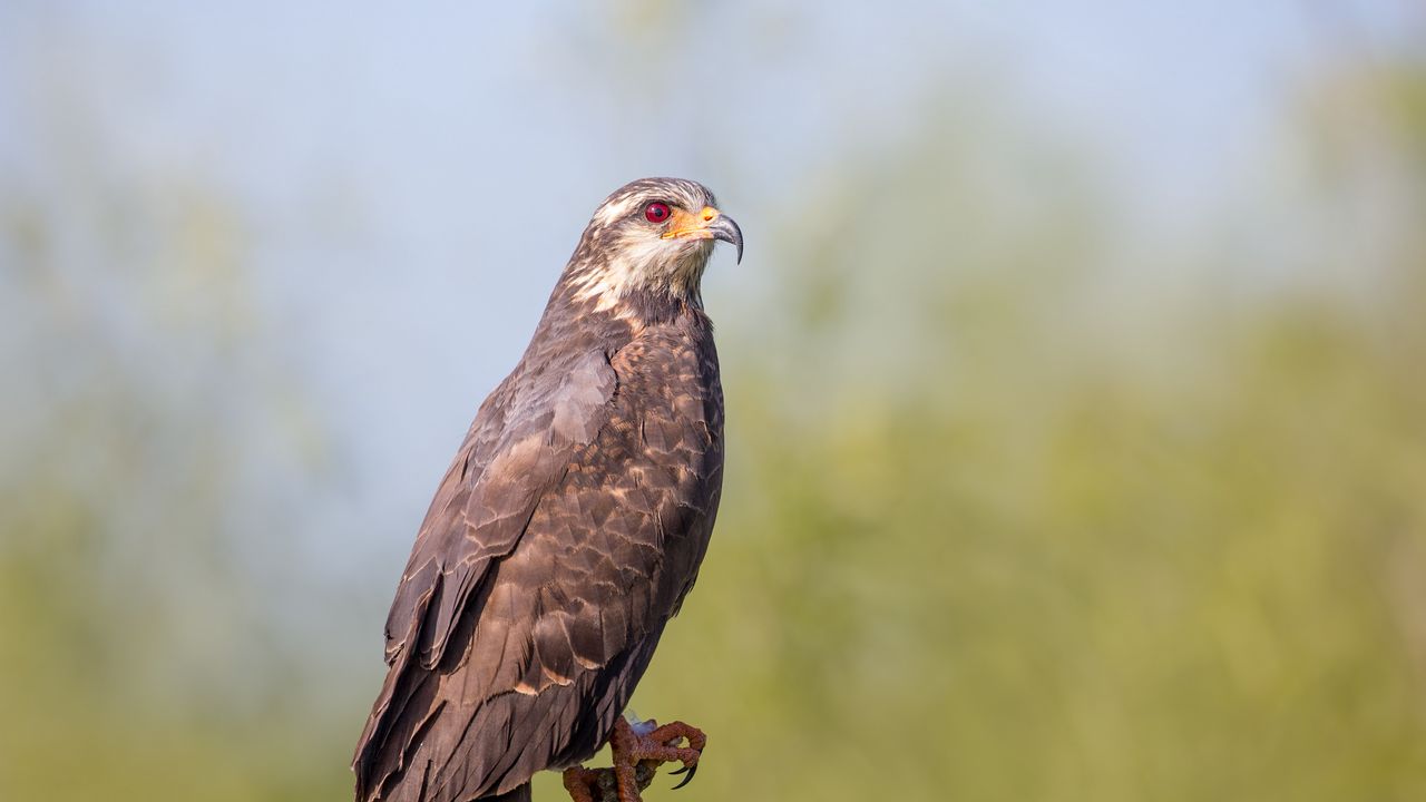 Wallpaper kite, bird, predator, beak