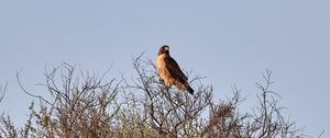 Preview wallpaper kite, bird, predator, branches, bushes