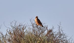 Preview wallpaper kite, bird, predator, branches, bushes