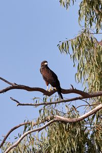 Preview wallpaper kite, bird, predator, beak, branch