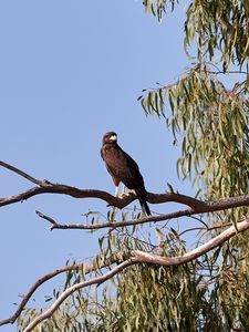 Preview wallpaper kite, bird, predator, beak, branch