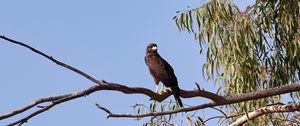 Preview wallpaper kite, bird, predator, beak, branch