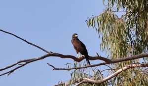 Preview wallpaper kite, bird, predator, beak, branch