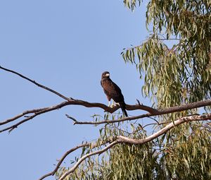 Preview wallpaper kite, bird, predator, beak, branch