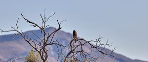 Preview wallpaper kite, bird, predator, branches, bushes, mountains