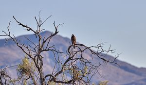 Preview wallpaper kite, bird, predator, branches, bushes, mountains