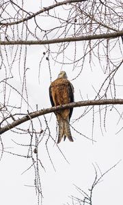 Preview wallpaper kite, bird, tree, branches, wildlife