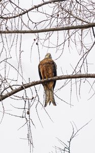 Preview wallpaper kite, bird, tree, branches, wildlife