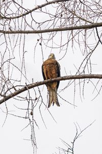 Preview wallpaper kite, bird, tree, branches, wildlife