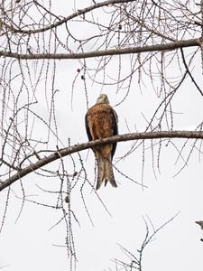 Preview wallpaper kite, bird, tree, branches, wildlife