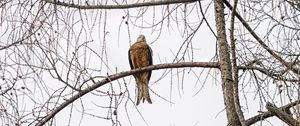 Preview wallpaper kite, bird, tree, branches, wildlife