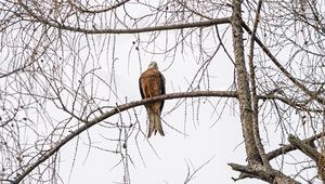 Preview wallpaper kite, bird, tree, branches, wildlife