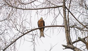 Preview wallpaper kite, bird, tree, branches, wildlife