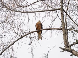 Preview wallpaper kite, bird, tree, branches, wildlife