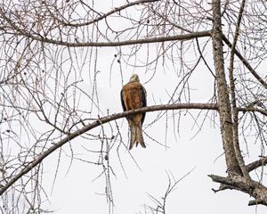 Preview wallpaper kite, bird, tree, branches, wildlife