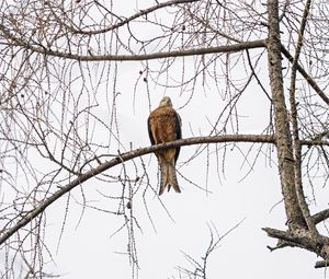 Preview wallpaper kite, bird, tree, branches, wildlife