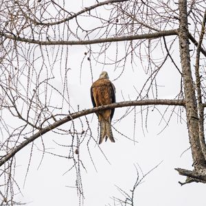 Preview wallpaper kite, bird, tree, branches, wildlife