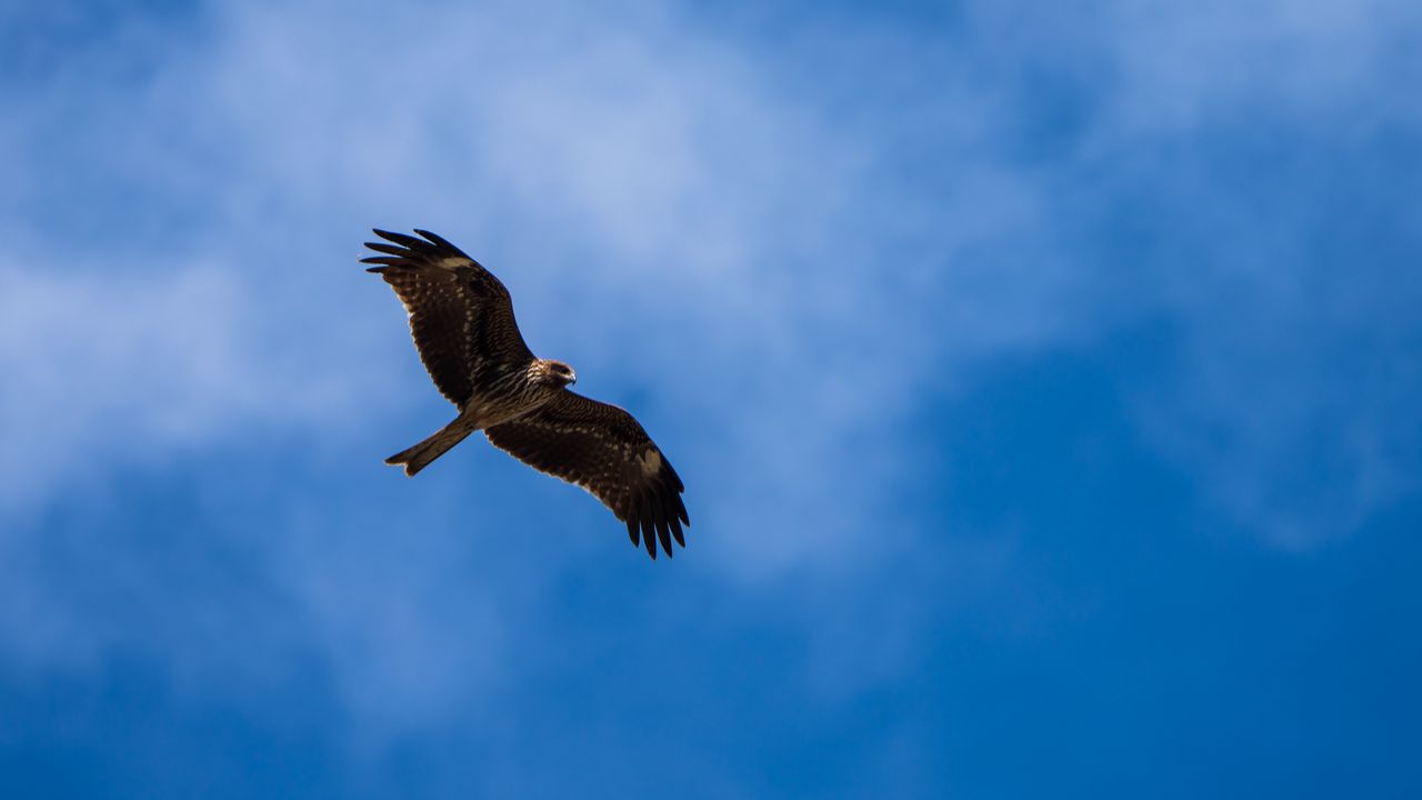 Wallpaper kite, bird, wings, sky, wildlife