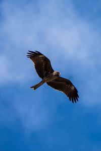 Preview wallpaper kite, bird, wings, sky, wildlife