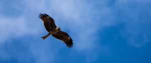 Preview wallpaper kite, bird, wings, sky, wildlife