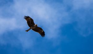 Preview wallpaper kite, bird, wings, sky, wildlife