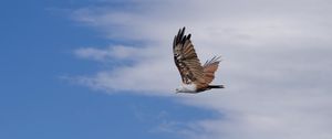 Preview wallpaper kite, bird, wings, sky, wildlife, flight