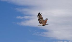 Preview wallpaper kite, bird, wings, sky, wildlife, flight