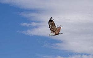Preview wallpaper kite, bird, wings, sky, wildlife, flight