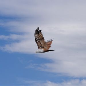 Preview wallpaper kite, bird, wings, sky, wildlife, flight