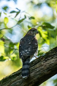 Preview wallpaper kite, predator, bird, tree, branches