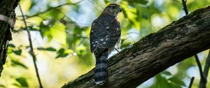 Preview wallpaper kite, predator, bird, tree, branches